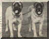 CH. Copenore Rab and CH. Hollesley Macushla's Dagda