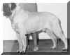 Ch Lionsire Poldark, AKA ,"COOKIE MONSTER"