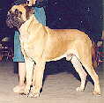Ch. Paragon's Show Me Nazareth