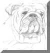 bulldog2.jpg (178822 bytes)