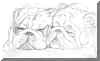 bulldogssleeping.jpg (126505 bytes)